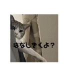 タイガーとよそもの日和（個別スタンプ：8）