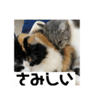タイガーとよそもの日和（個別スタンプ：13）