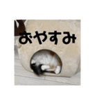 タイガーとよそもの日和（個別スタンプ：14）