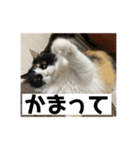 タイガーとよそもの日和（個別スタンプ：19）