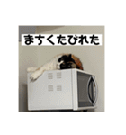 タイガーとよそもの日和（個別スタンプ：22）