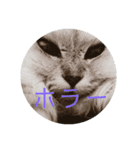 ライチくんのきもち（個別スタンプ：12）