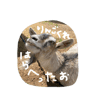 やなお家の愉快などうぶつたち②（個別スタンプ：4）