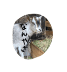 やなお家の愉快などうぶつたち②（個別スタンプ：5）