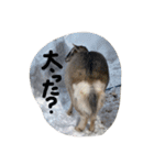 やなお家の愉快などうぶつたち②（個別スタンプ：9）