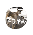 やなお家の愉快などうぶつたち②（個別スタンプ：10）