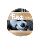 やなお家の愉快などうぶつたち②（個別スタンプ：13）