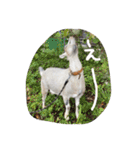 やなお家の愉快などうぶつたち②（個別スタンプ：16）