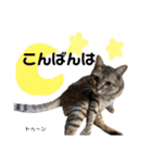 Dep 里親様スタンプ 猫ver③敬語版（個別スタンプ：3）