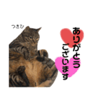 Dep 里親様スタンプ 猫ver③敬語版（個別スタンプ：4）