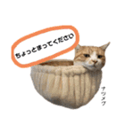 Dep 里親様スタンプ 猫ver③敬語版（個別スタンプ：8）