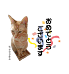 Dep 里親様スタンプ 猫ver③敬語版（個別スタンプ：10）