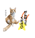 Dep 里親様スタンプ 猫ver③敬語版（個別スタンプ：11）