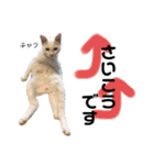 Dep 里親様スタンプ 猫ver③敬語版（個別スタンプ：13）
