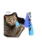 Dep 里親様スタンプ 猫ver③敬語版（個別スタンプ：14）