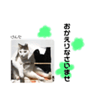Dep 里親様スタンプ 猫ver③敬語版（個別スタンプ：19）