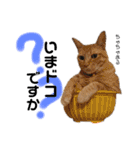 Dep 里親様スタンプ 猫ver③敬語版（個別スタンプ：20）
