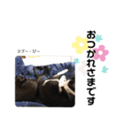 Dep 里親様スタンプ 猫ver③敬語版（個別スタンプ：21）