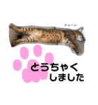 Dep 里親様スタンプ 猫ver③敬語版（個別スタンプ：22）