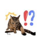 Dep 里親様スタンプ 猫ver③敬語版（個別スタンプ：23）
