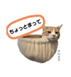 Dep 里親様スタンプ 猫ver③（個別スタンプ：8）