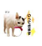 Dep 里親様スタンプ 猫ver③（個別スタンプ：16）