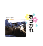 Dep 里親様スタンプ 猫ver③（個別スタンプ：21）