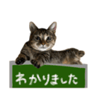 たぬきねこセンパイ（個別スタンプ：10）