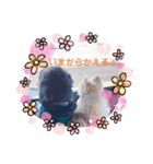 我が家のアイドル日常スタンプ2（個別スタンプ：2）