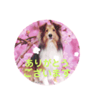 我が家のアイドル日常スタンプ2（個別スタンプ：10）