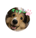 我が家のアイドル日常スタンプ2（個別スタンプ：11）