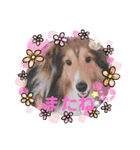 我が家のアイドル日常スタンプ2（個別スタンプ：12）