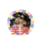 我が家のアイドル日常スタンプ2（個別スタンプ：13）