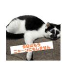 うちの猫スタンプ@ジジとまろ（個別スタンプ：3）