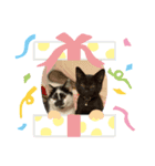 うちの猫スタンプ@ジジとまろ（個別スタンプ：8）