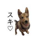 マルクス 野犬の心得（個別スタンプ：1）