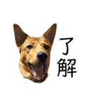 マルクス 野犬の心得（個別スタンプ：3）