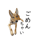 マルクス 野犬の心得（個別スタンプ：4）