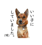 マルクス 野犬の心得（個別スタンプ：6）