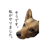 マルクス 野犬の心得（個別スタンプ：7）