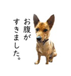 マルクス 野犬の心得（個別スタンプ：8）