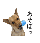 マルクス 野犬の心得（個別スタンプ：9）