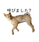 マルクス 野犬の心得（個別スタンプ：11）