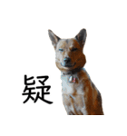 マルクス 野犬の心得（個別スタンプ：13）