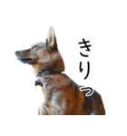 マルクス 野犬の心得（個別スタンプ：14）