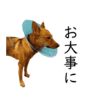 マルクス 野犬の心得（個別スタンプ：15）