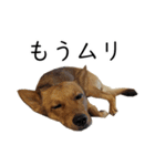 マルクス 野犬の心得（個別スタンプ：16）