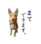 マルクス 野犬の心得（個別スタンプ：17）