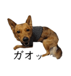 マルクス 野犬の心得（個別スタンプ：19）