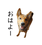 マルクス 野犬の心得（個別スタンプ：21）